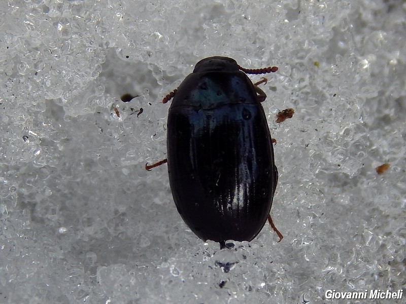 Platydema violaceum, Tenebrionidae